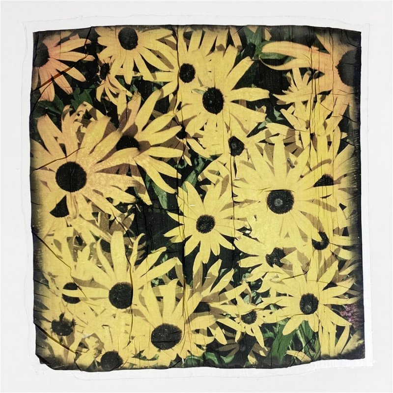 Black-eyed Susans_ SuperSauce emulsion lift