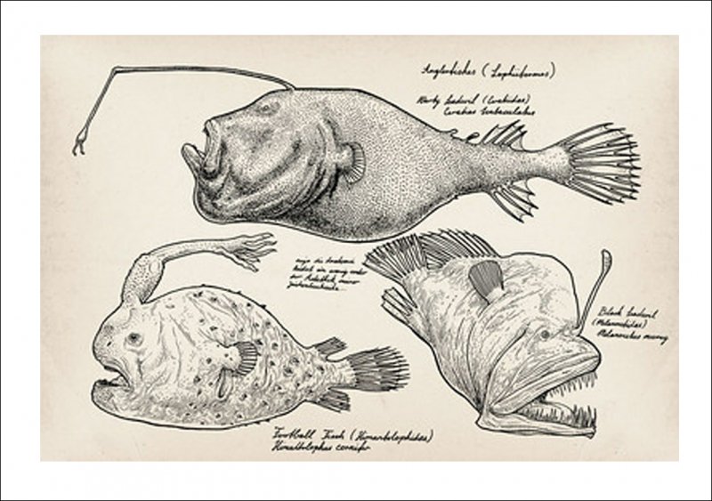 11 Angler fish reference