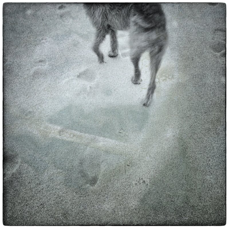 Winter Beach: Dog 2
