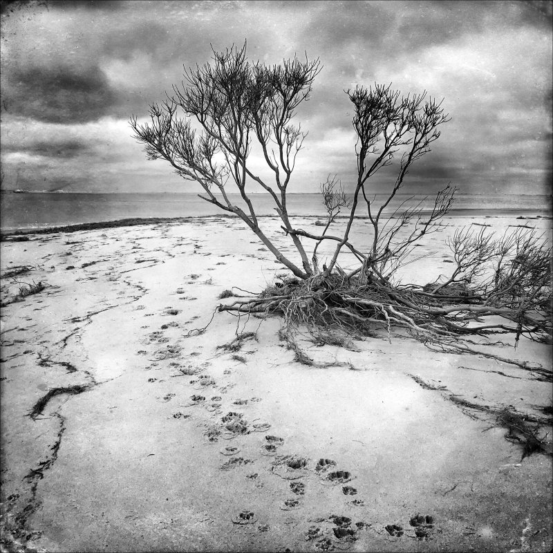 Barrier Beach Erosion #1