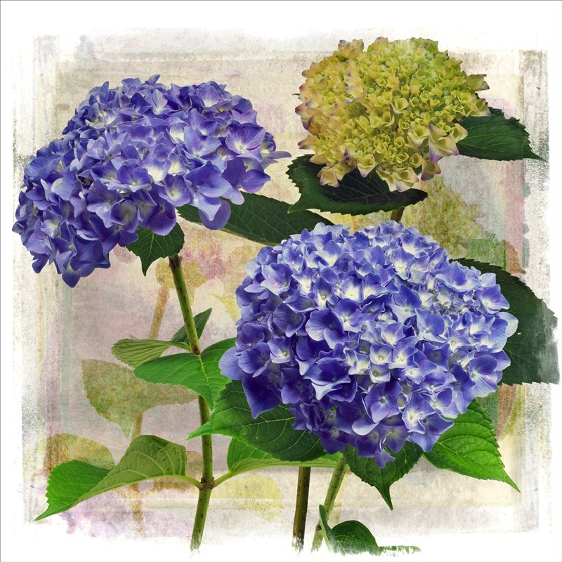 Hydrangea