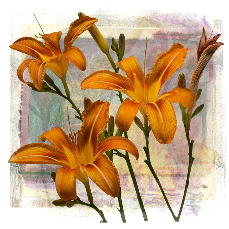 Roadside lily