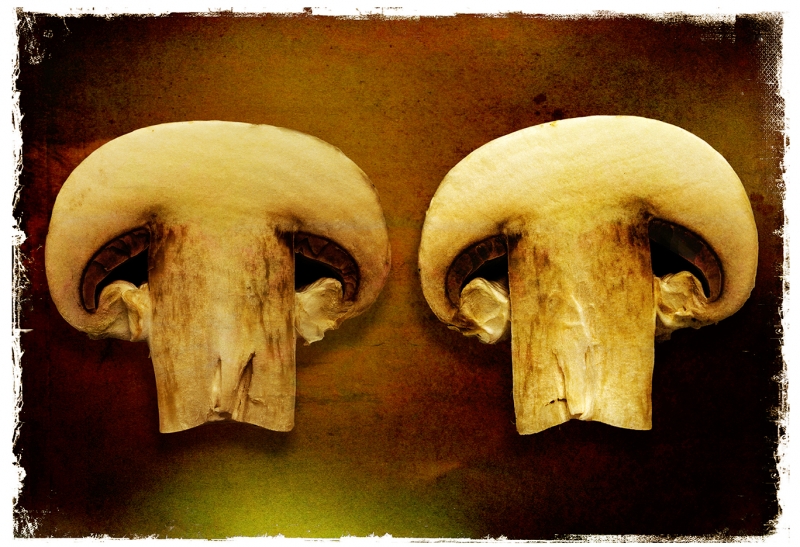 05 bfdoyle mushroom